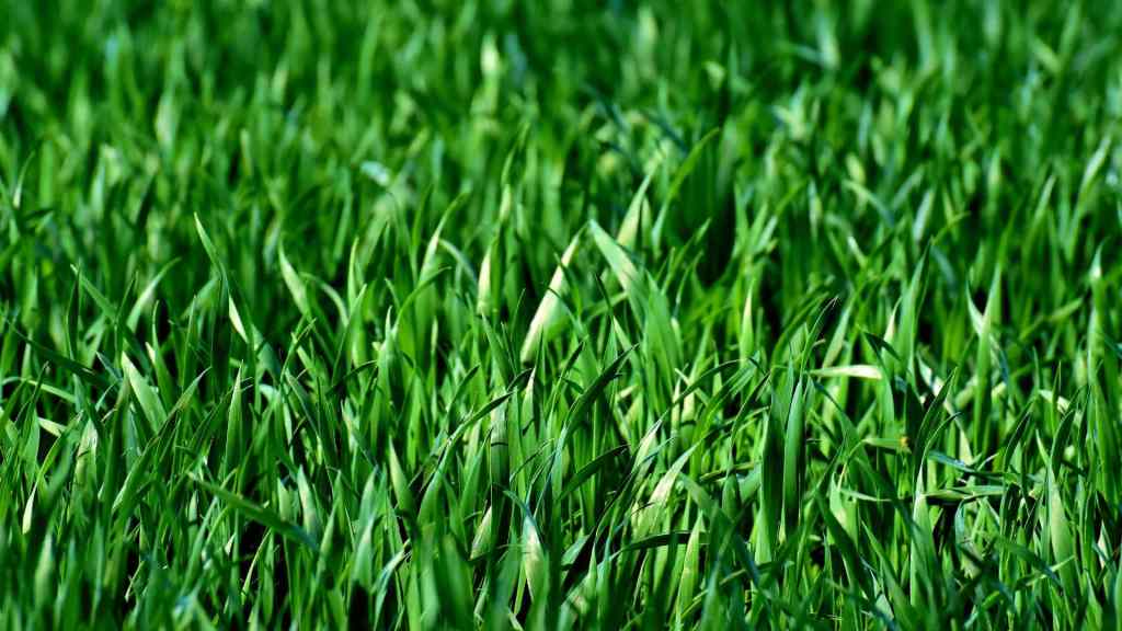 grass is greener