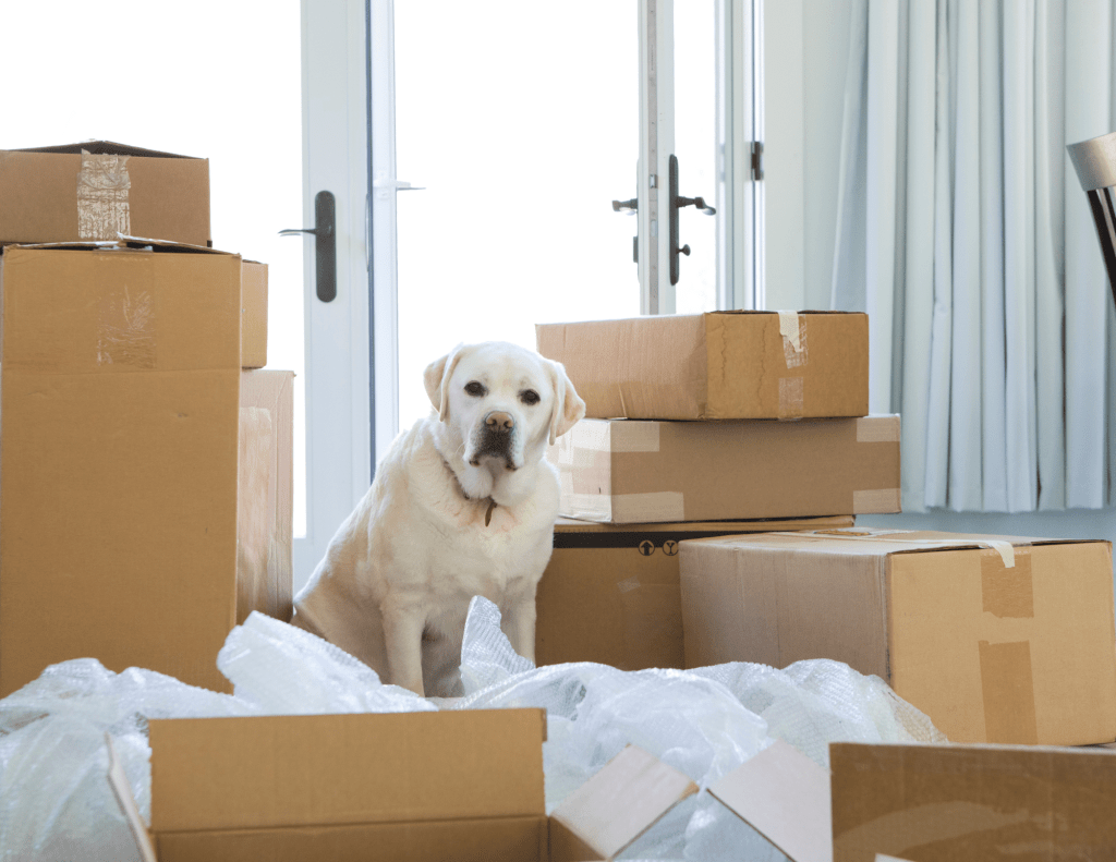 White labrador retriever surrounded by moving boxes