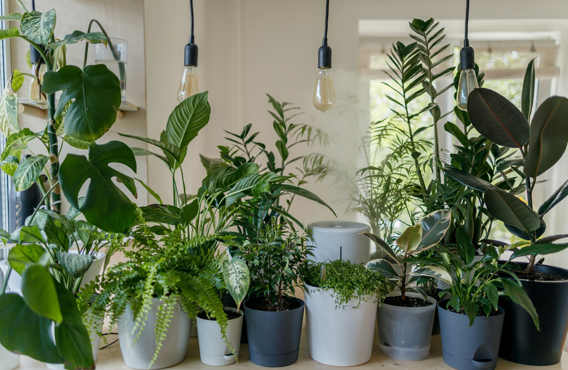 Potted plants lined up on a shelf